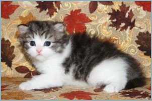 Female Siberian Kitten from Deedlebug Siberians